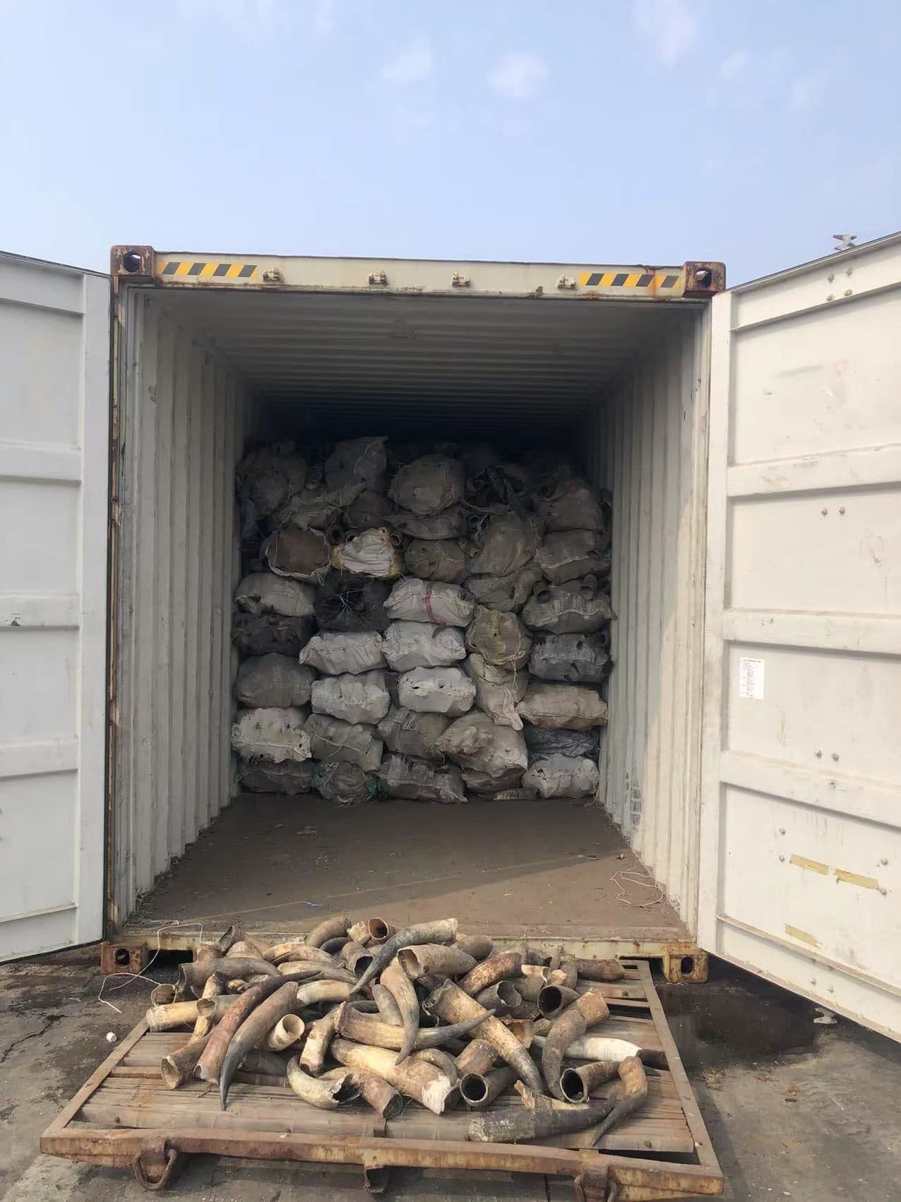 非洲热加工牛角进口天津港集装箱现场